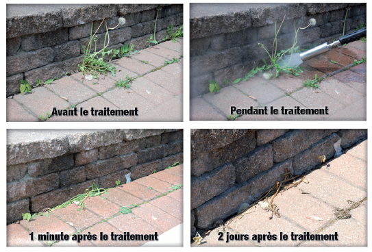 Weeding, before, during, after
